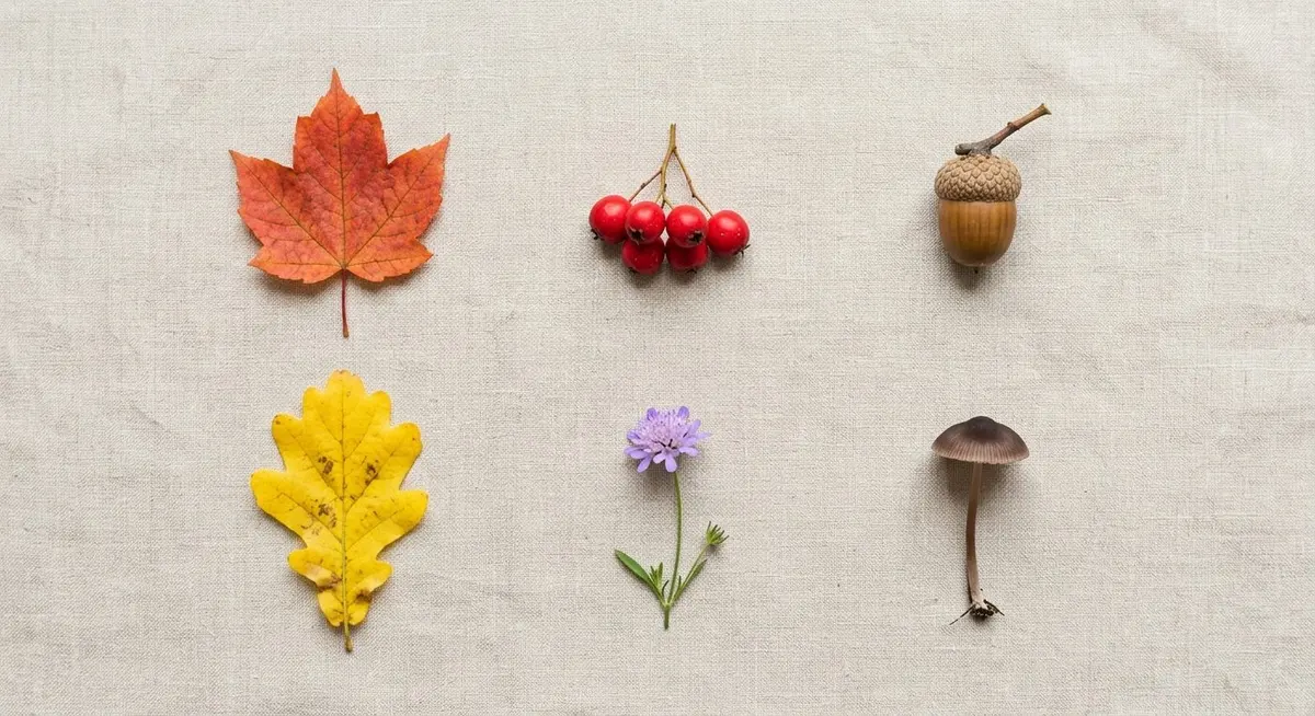 A flat lay of individual autumn finds spaced apart on pale linen: two leaves, berries, a wildflower, an acorn and a mushroom