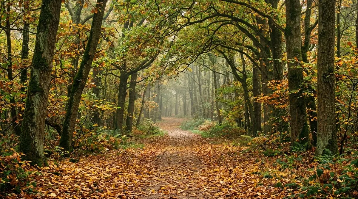 A quiet woodland trail carpeted with fallen golden and russet leaves under a canopy of autumn trees