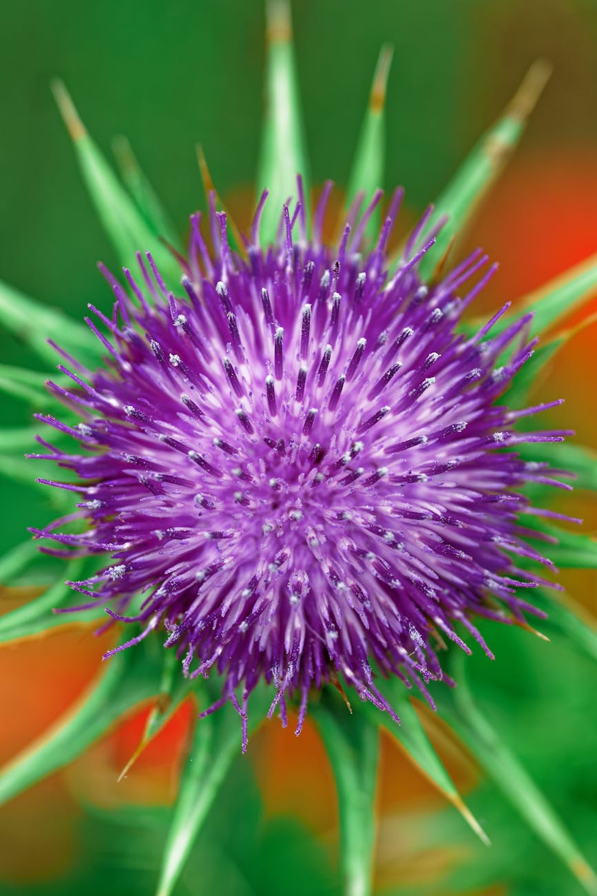 Ancient Herb Silently Guarding Your Liver Daily