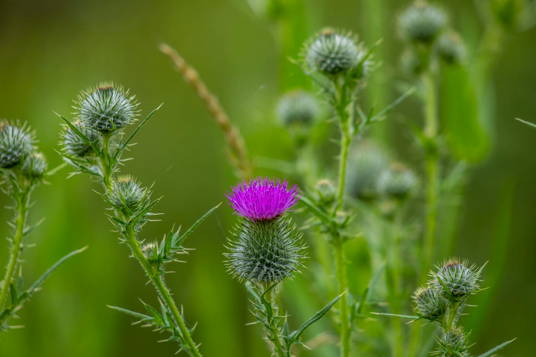 Ancient Herb Silently Guarding Your Liver Daily