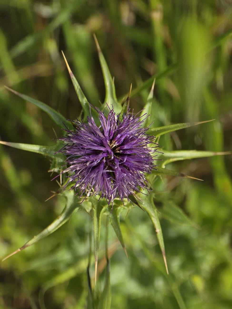 Ancient Herb Silently Guarding Your Liver Daily