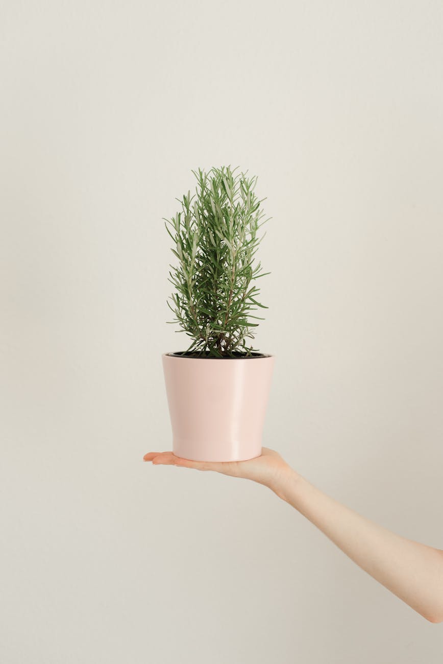 Rosemary for Mind Body Ancient Healing Wisdom