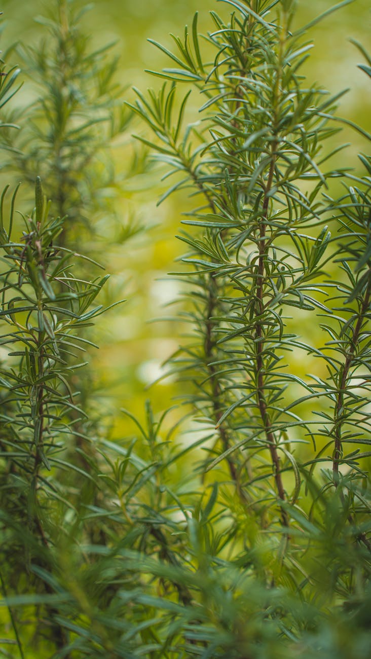 Rosemary for Mind Body Ancient Healing Wisdom